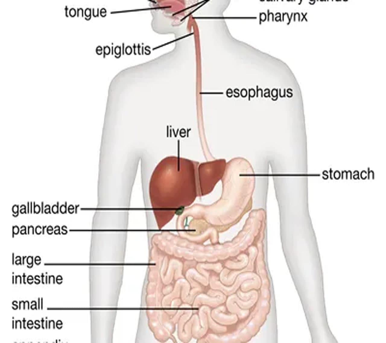 Gastroenteritis (Stomach Flu): Symptoms, Causes